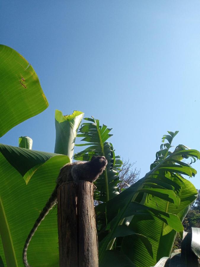 Hostel Santuario De Protecao Animal Filhos De SalomaoBragança Paulista エクステリア 写真